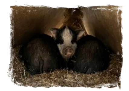 Pickle, Petunia & Puzzle