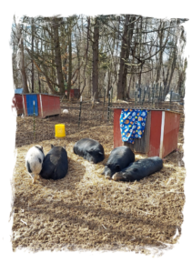 The Yearlings