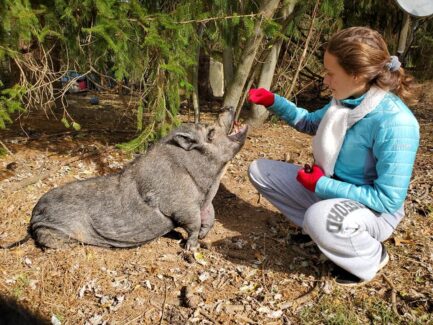 unknown pig with volunteer