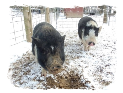 Willie & Gordy enjoy a snow day
