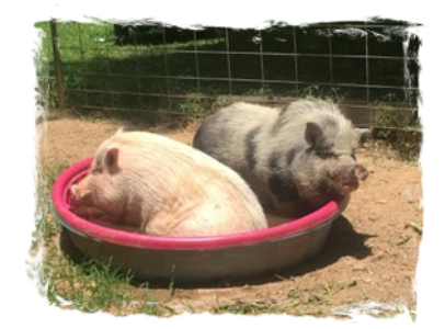 Lucky (left) & Ziggy (right) swimming laps